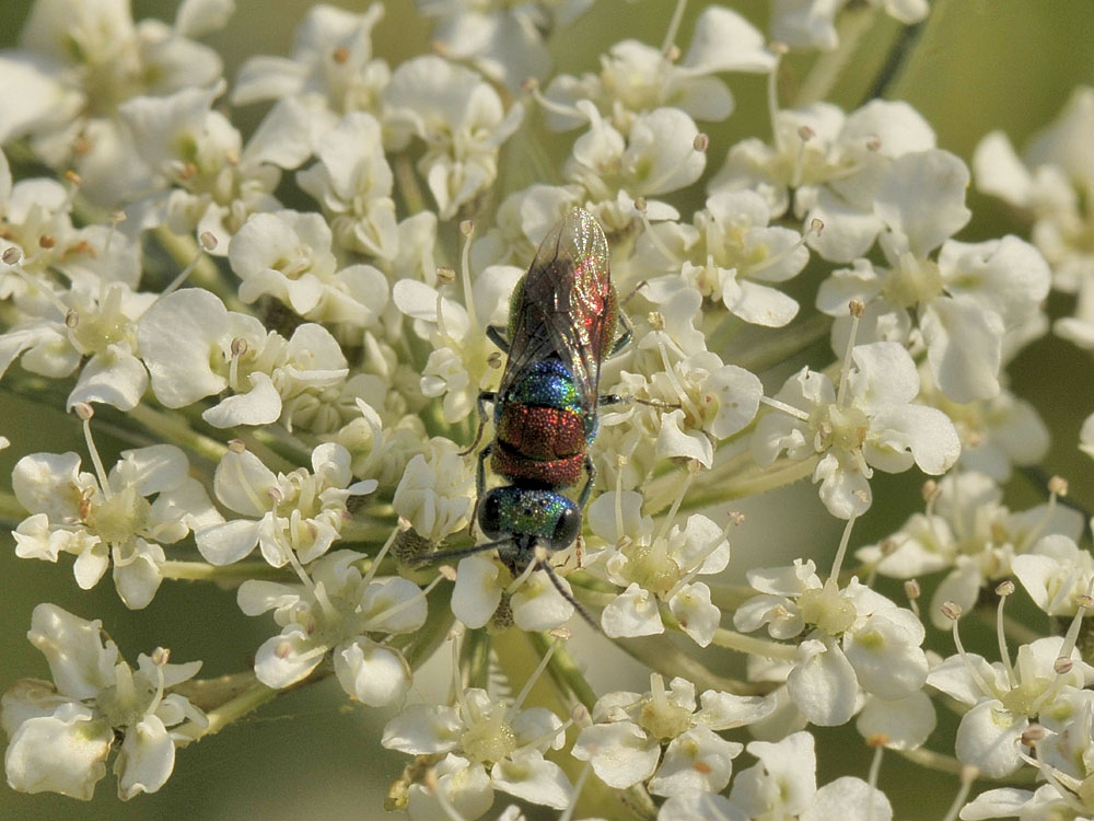 Chrysididae